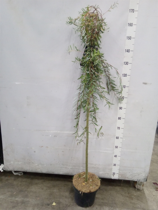 <h4>Salix purpurea 'Pendula'</h4>