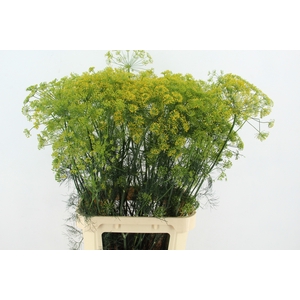 ANET GRAVEOLENS XL