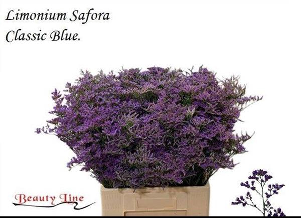 <h4>LIM SAF CLASSIC BLUE</h4>