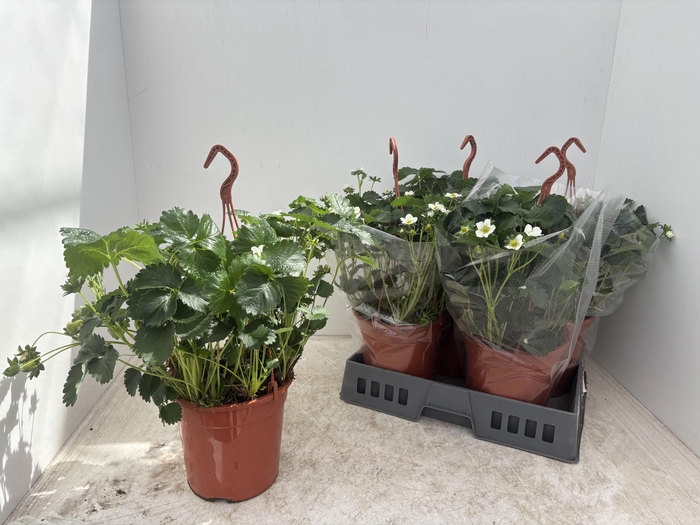 <h4>FRAG ELSANTA</h4>