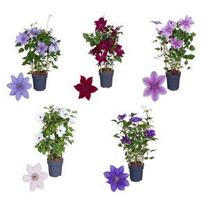 Nolina Clematis | Boulevard® Mix per laag