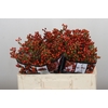 Rozenbottel Autumn Rosefruits