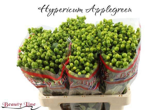 <h4>HYP GLOBO APPLEGREEN</h4>