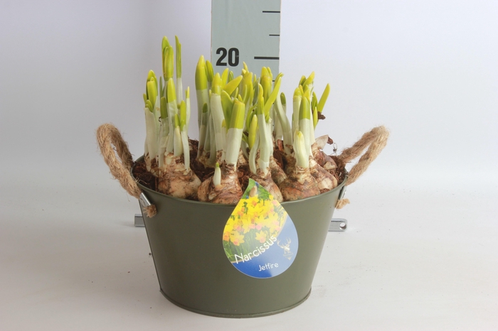 <h4>ARR NARCISSUS</h4>