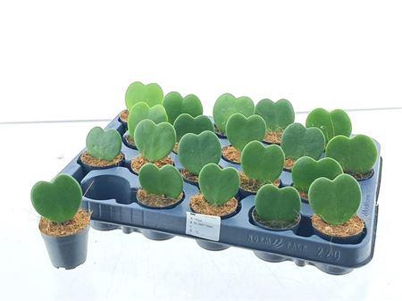 <h4>Hoya Kerrii</h4>