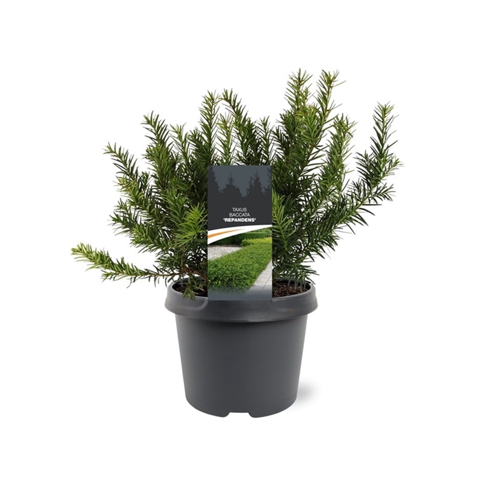 <h4>Taxus baccata 'Repandens'</h4>