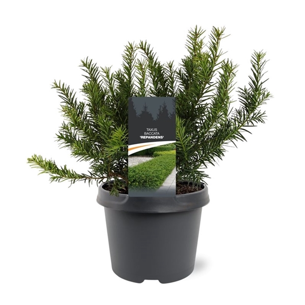 <h4>Taxus baccata 'Repandens'</h4>