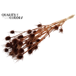 Cardi Distel Bleached 5pc/bunch 70cm Brown