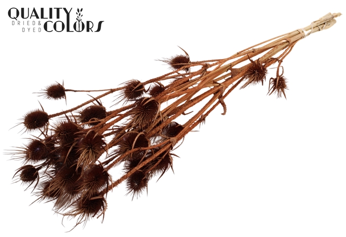 <h4>Cardi Distel Bleached 5pc/bunch 70cm Brown</h4>
