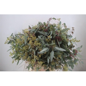 Euca Populus Berry 300gr P Bunch