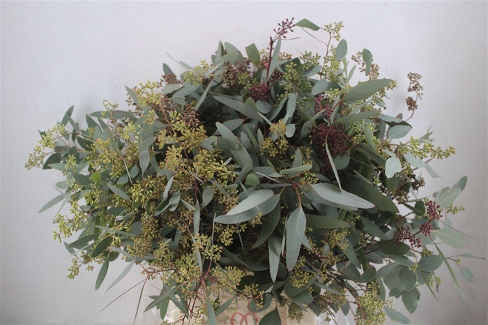 <h4>Euca Populus Berry 300gr P Bunch</h4>