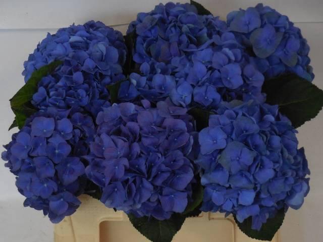 <h4>HYDR M POMPIDOU</h4>