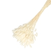 Droogbloem Lagurus 65cm 100g