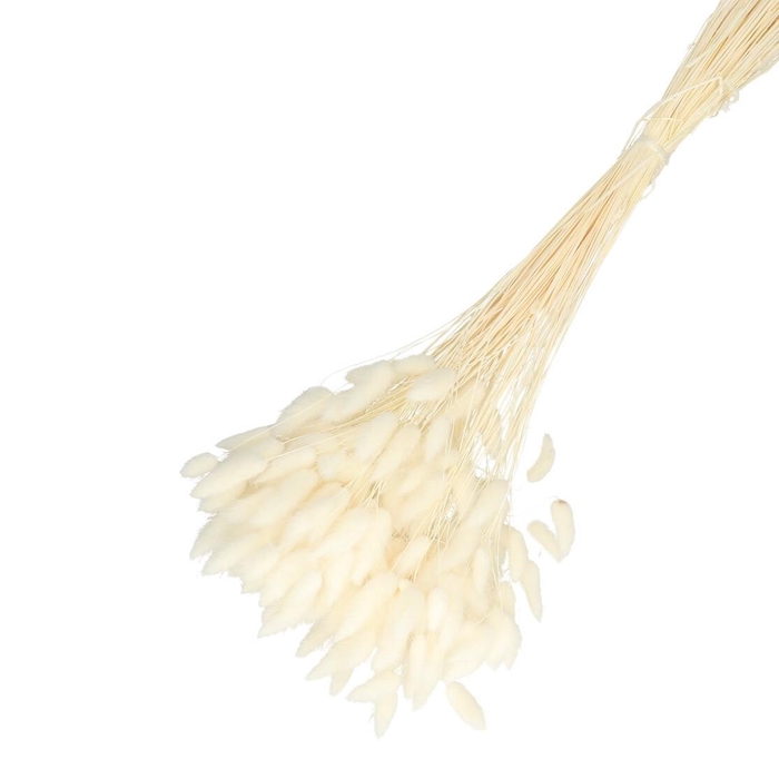 Droogbloem Lagurus 65cm 100g