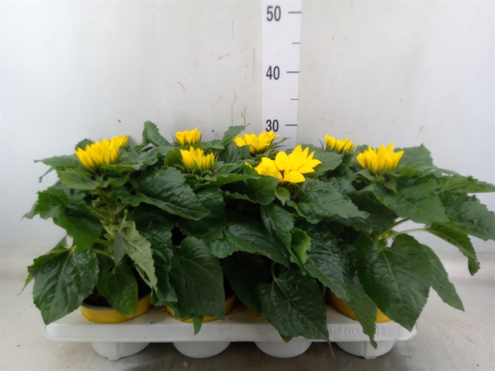 <h4>Helianthus an. 'Sunsation'</h4>