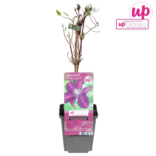<h4>Clematis Rouge Cardinal P9</h4>