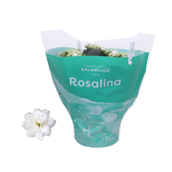 <h4>Kalanchoe Rosalina 15cm TST Don Dione, Groene hoes</h4>