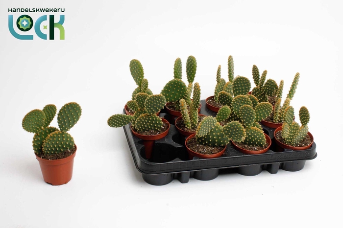 <h4>Opuntia Brown</h4>