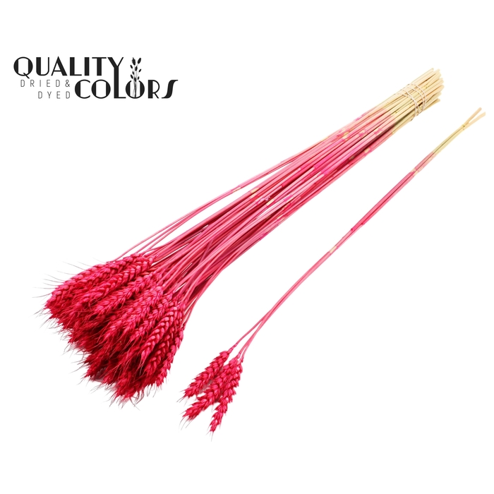 <h4>Triticum 3pc/Tuft Cerise</h4>