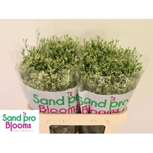 LIM SIN COOL DIAMOND