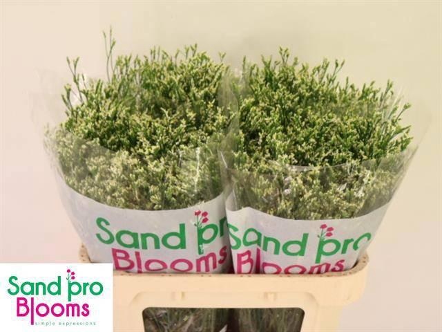 <h4>LIM SIN COOL DIAMOND</h4>