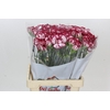 Dianthus St Bacarat
