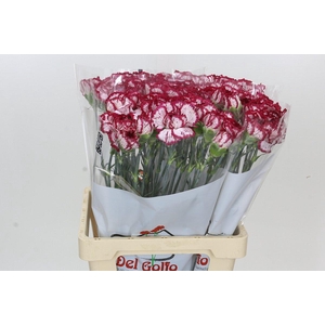 Dianthus St Bacarat