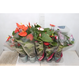 ANTHURIUM VARIADO P12