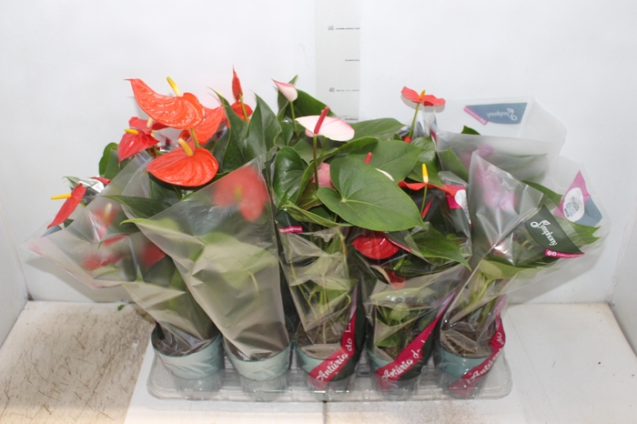 <h4>ANTHURIUM VARIADO P12</h4>