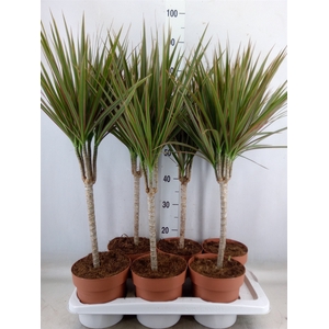 Dracaena marg. 'Bicolor'