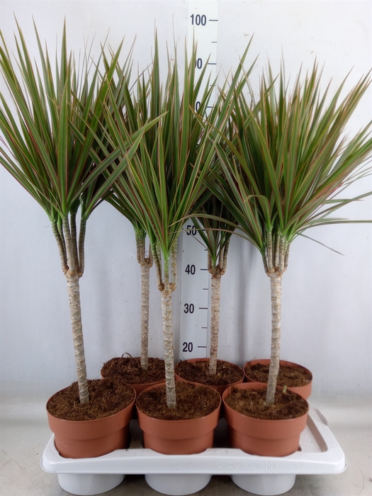 <h4>Dracaena marg. 'Bicolor'</h4>
