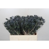 Eryngium Blue Dynamite