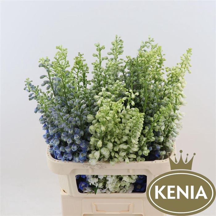 <h4>Delphinium Mix</h4>