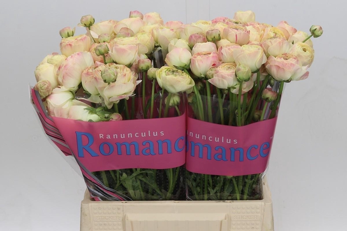 Ranunculus Romance Hydra