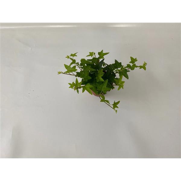 <h4>Jacobine 8,5cm</h4>