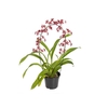 ONCIDIUM SHARRY BABY P15 ARCO