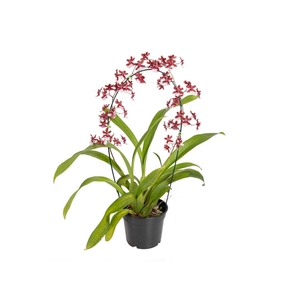 ONCIDIUM SHARRY BABY P15 ARCO