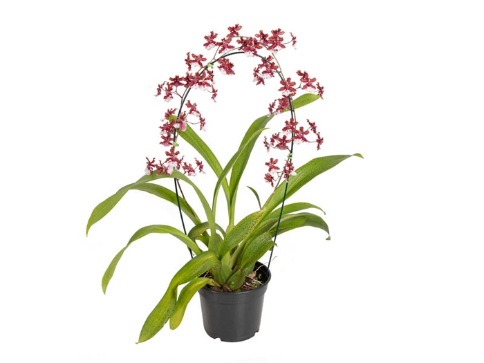 <h4>ONCIDIUM SHARRY BABY P15 ARCO</h4>