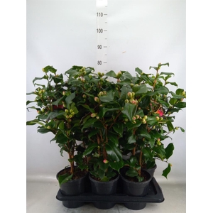 Camellia japonica 'Dr King'