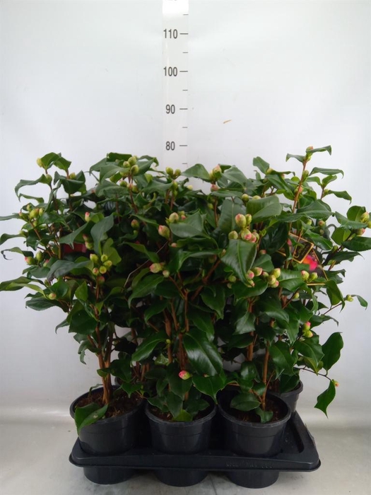 <h4>Camellia japonica 'Dr King'</h4>