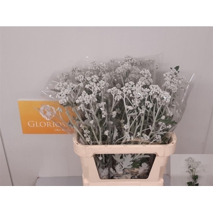 Jacobaea Silver Antonia