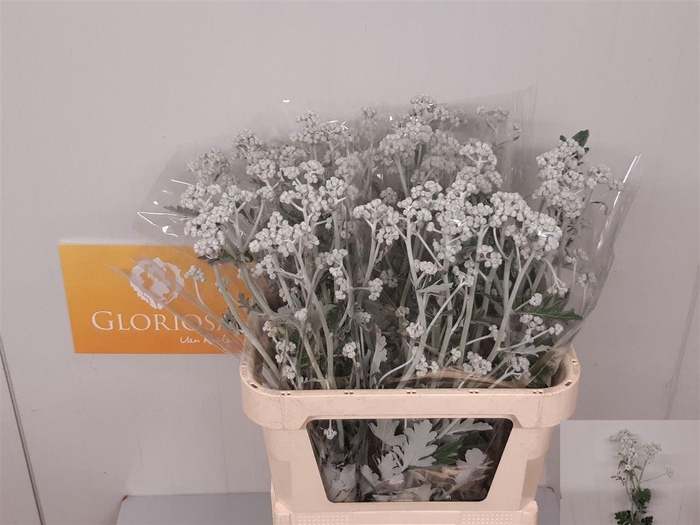 <h4>Jacobaea Silver Antonia</h4>
