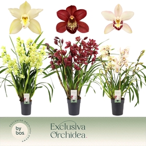 Cymbidium   ...mix