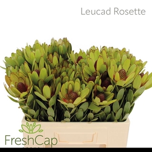 LEUCAD ROSETTE