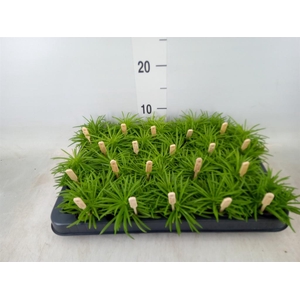 Senecio archeri 'Himalaya'