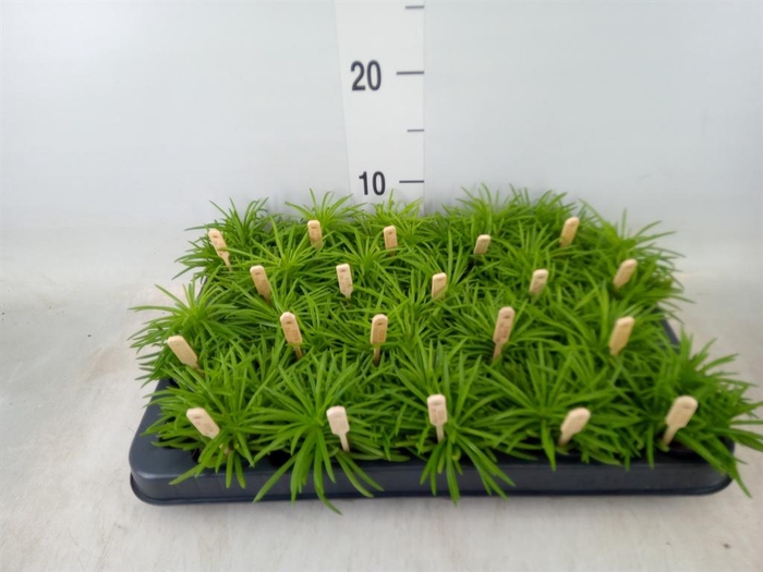 <h4>Senecio archeri 'Himalaya'</h4>