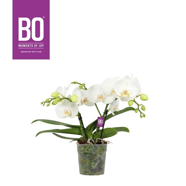 <h4>PHAL OPTI SHORTY WHITE 2 SPIKE</h4>