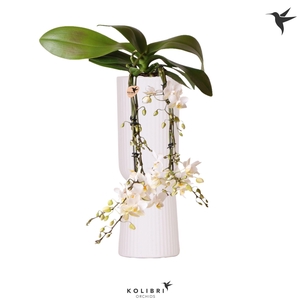 Kolibri Orchids Phalaenopsis Victoria Fall in Diabolo fall white