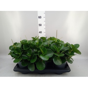 Peperomia obt. 'Green Gold'
