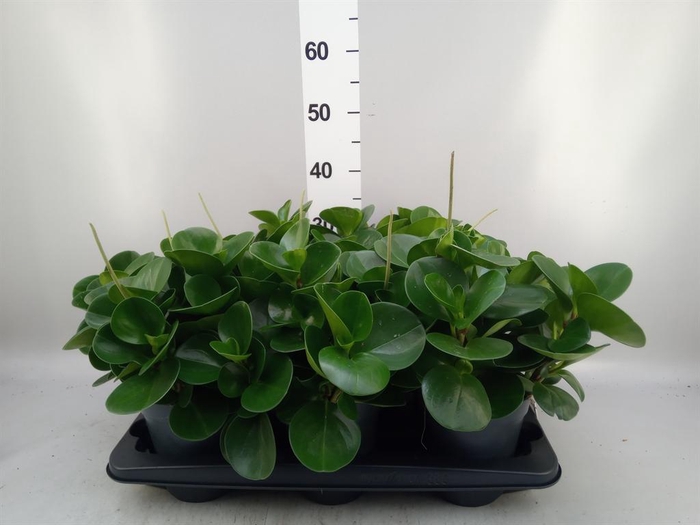 <h4>Peperomia obt. 'Green Gold'</h4>